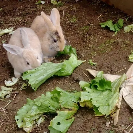 Nyaraló Rueggenhuette *