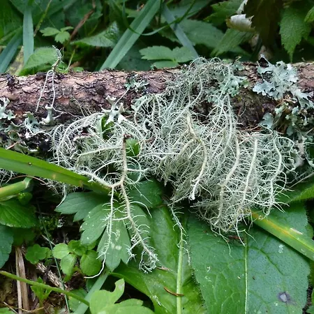 Rueggenhuette Prázdninový dům