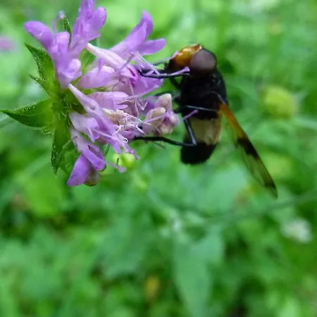 Nyaraló Rueggenhuette *